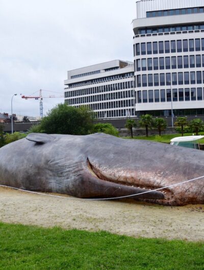 Une baleine échouée à Rennes