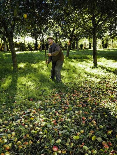 Pom, Pom, Pommes à l’Ecomusée