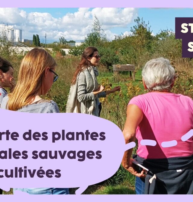 ((Stage 1 jour)) Découverte des plantes médicinales... Le 5 avr 2025