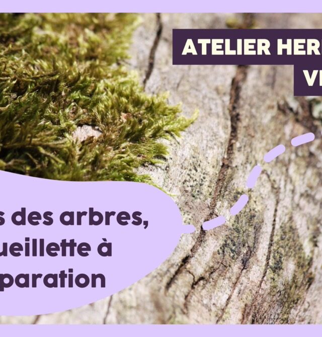 Atelier herboristerie : Les vertus des arbres, de la cueillette... Le 21 mars 2025