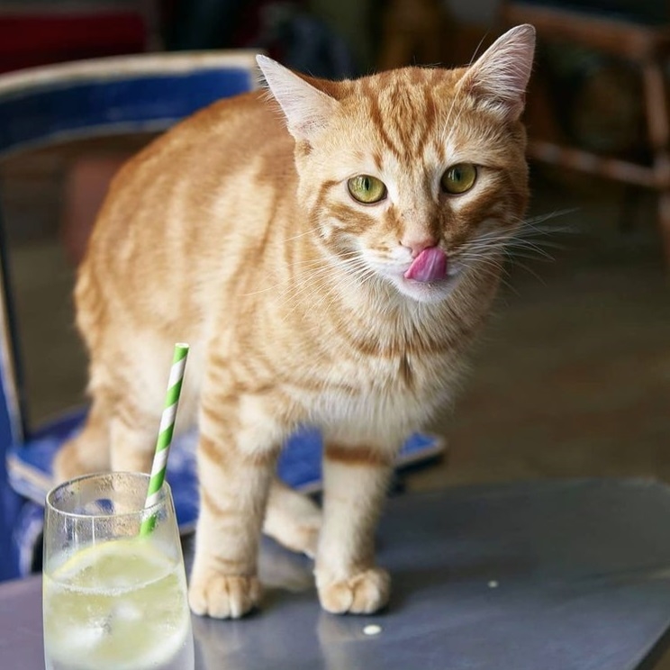 Chat et boisson