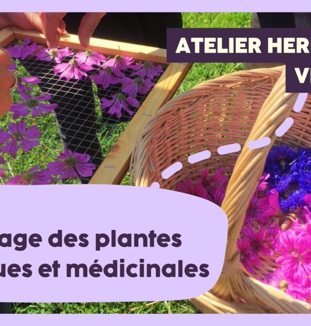 ((Atelier herboristerie)) Le séchage des plantes aromatiques... Le 25 avr 2025