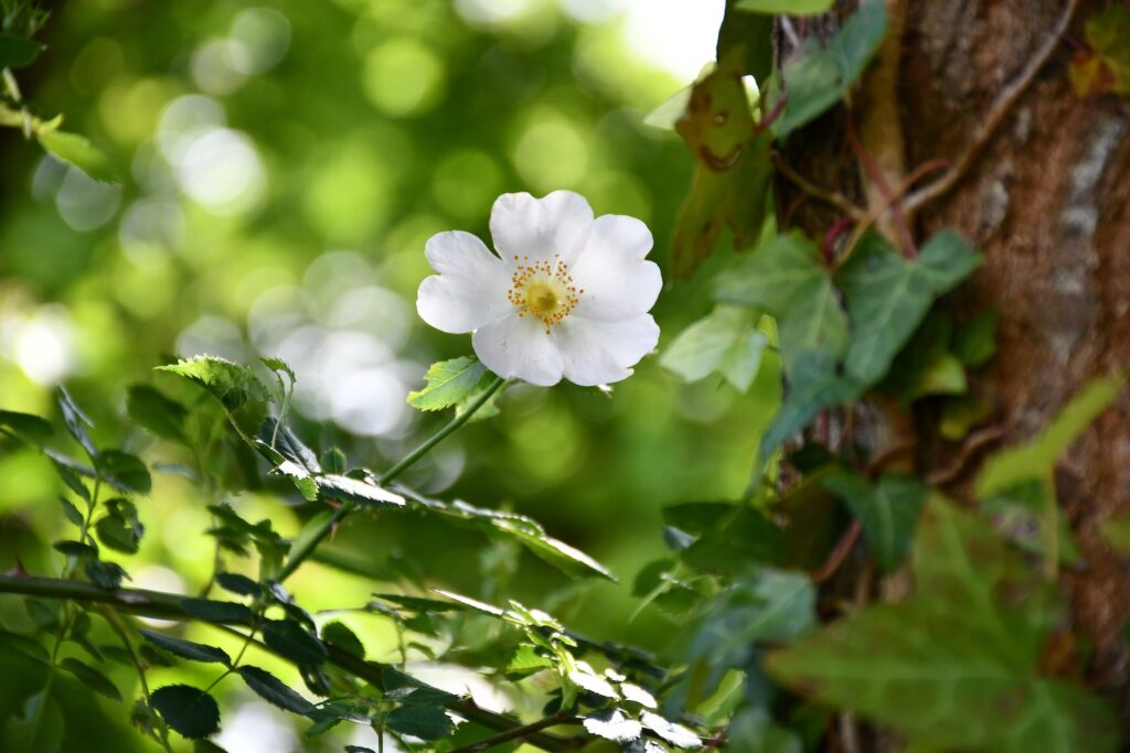 Fleur à l'écomusée de la Bintinais. CC BY SA Eloïse Jolly.