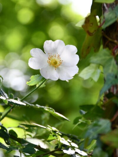 Fleur à l'écomusée de la Bintinais. CC BY SA Eloïse Jolly.