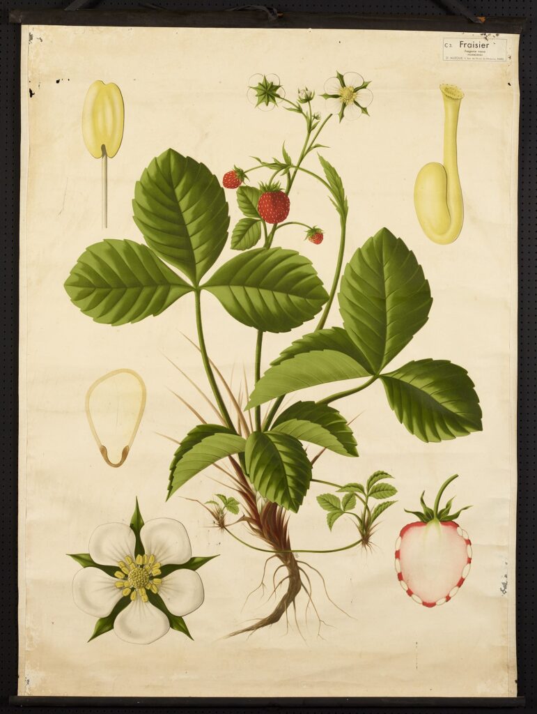 Planche pédagogique représentant un fraisier, milieu du 20e siècle.
Collections Écomusée de la Bintinais – Musée de Bretagne. Marque du Domaine Public.